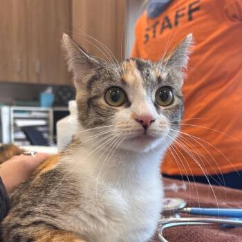 Domestic Short Hair Cats Available for Adoption - Tawny | PetCurious