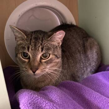 Rescue Domestic Short Hair Cats for Adoption in Pittsburgh, Pennsylvania - Zimbo | PetCurious