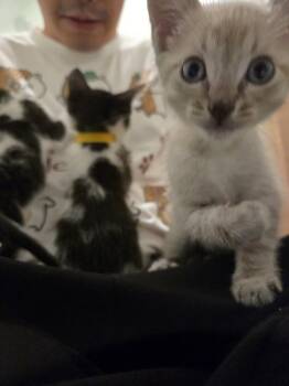 Bud -  Domestic Short Hair Cat for Adoption in Fremont, California - Bud | PetCurious