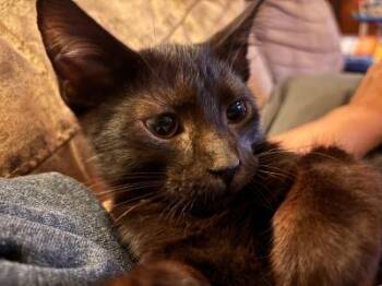 Odelia ("Odie") -  Domestic Short Hair Cat for Adoption in Mokena, Illinois - Odelia ("Odie") | PetCurious