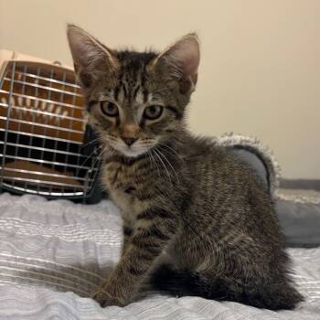 Phil -  Domestic Short Hair Cat for Adoption in Georgetown, Kentucky - Phil | PetCurious