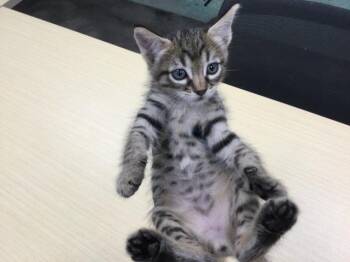 Rescue Domestic Short Hair Cats for Adoption in Thousand Palms, California - CURIOUS | PetCurious