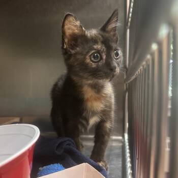 Nirvana -  Domestic Short Hair Cat for Adoption in Newark, New Jersey - Nirvana | PetCurious