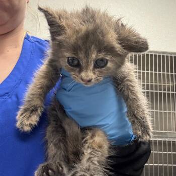 Domestic Short Hair Cats Available for Adoption in Greenville, South Carolina - Francis Foghorn | PetCurious