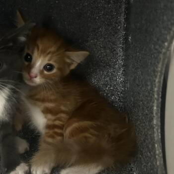 Tabasco -  Domestic Short Hair Cat for Adoption in Newark, New Jersey - Tabasco | PetCurious