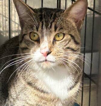 Rescue Tabby Cats for Adoption in Boca Raton, Florida - Honey | PetCurious
