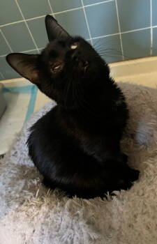 Rescue Domestic Short Hair Cats for Adoption in Rockaway, New Jersey - Ichadob | PetCurious