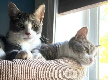 Hansel & Gretel -  Domestic Short Hair Cat Available for Adoption in New York, New York - Hansel & Gretel | PetCurious