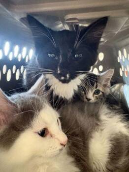 Gretsky -  Domestic Medium Hair and Domestic Short Hair Cat Available for Adoption in Sevierville, Tennessee - Gretsky | PetCurious