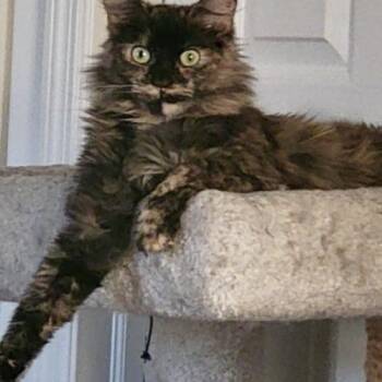 Kora -  Domestic Long Hair Cat for Adoption in Seven Valleys, Pennsylvania - Kora | PetCurious