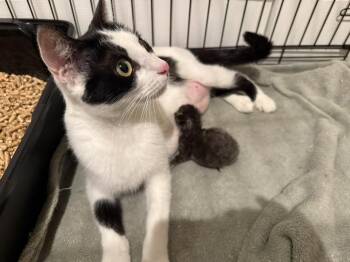 Domestic Short Hair Cats Available for Adoption in Walnut Creek, California - Mirabel | PetCurious