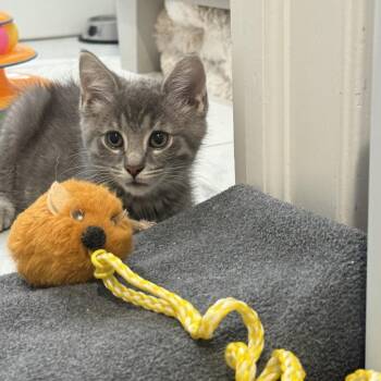 Mattress -  Domestic Short Hair Cat for Adoption in La Grange, Kentucky - Mattress | PetCurious