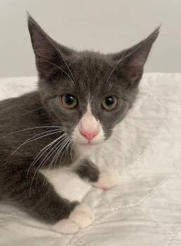Kilian -  Domestic Short Hair Cat for Adoption in Lenexa, Kansas - Kilian | PetCurious