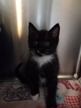 Rescue Domestic Short Hair and Tuxedo Cats for Adoption in Berkeley Springs, West Virginia - Zippy | PetCurious