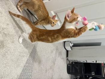 Rescue Domestic Short Hair Cats for Adoption in Dickson, Tennessee - Mac | PetCurious