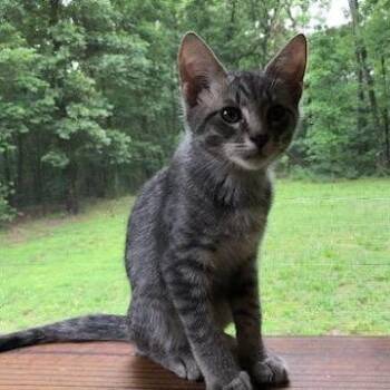 Watcher -  Domestic Short Hair Cat for Adoption in Brownsboro, Alabama - Watcher | PetCurious