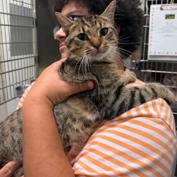 Chunk -  Domestic Short Hair Cat for Adoption in Amherst, Virginia - Chunk | PetCurious
