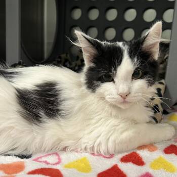 Dash -  Domestic Medium Hair Cat for Adoption in Keizer, Oregon - Dash | PetCurious