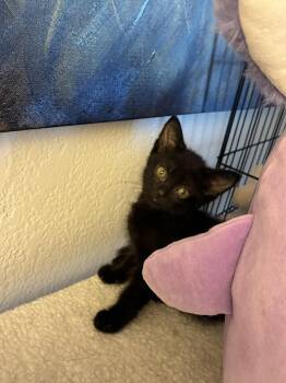 Little Foot -  Domestic Short Hair Cat for Adoption in Reno, Nevada - Little Foot | PetCurious