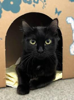 Toe -  Domestic Short Hair Cat for Adoption in Roanoke, Virginia - Toe | PetCurious