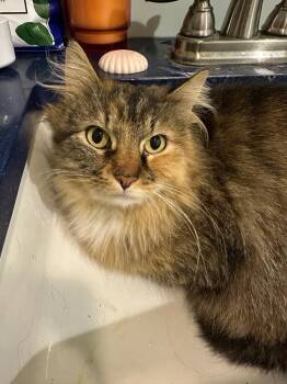 Domestic Short Hair Cats Available for Adoption in Grants Pass, Oregon - Stray Cat C-94-26 | PetCurious