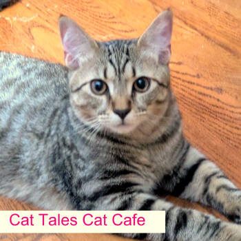 Rescue Domestic Short Hair Cats for Adoption in Chapel Hill, North Carolina - Trout | PetCurious