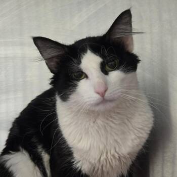 Domestic Medium Hair Cats Available for Adoption - Asher | PetCurious