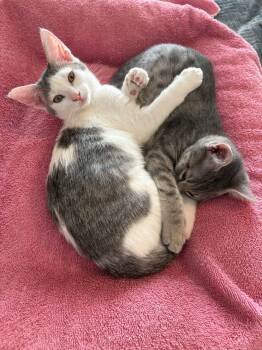 JoJo-San -  Domestic Short Hair Cat for Adoption in Wilmington, North Carolina - JoJo-San | PetCurious