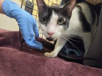 Domestic Short Hair Cats Available for Adoption - MooMoo | PetCurious