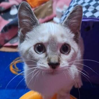 Starlight -  Siamese Cat for Adoption in Monroe, Michigan - Starlight | PetCurious