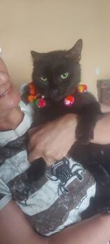 Rescue Domestic Short Hair Cats for Adoption in Brampton, Ontario - Atlas | PetCurious