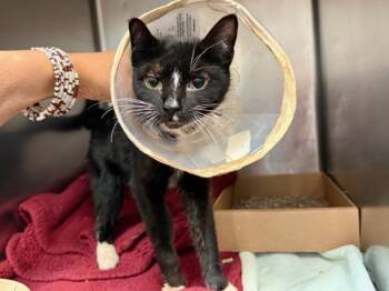 Rescue Domestic Short Hair Cats for Adoption in New York, New York - Magnus | PetCurious
