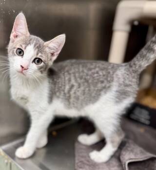 Mop -  Domestic Short Hair Cat for Adoption in Danielsville, Georgia - Mop | PetCurious