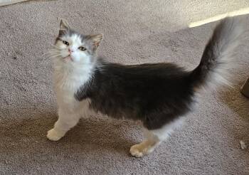 Pearl -  Domestic Medium Hair Cat for Adoption in Pittsburgh, Pennsylvania - Pearl | PetCurious