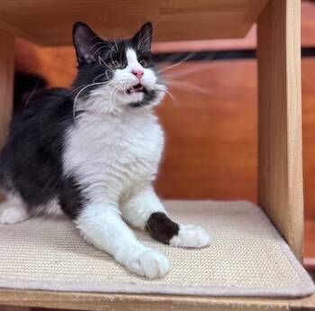 Domestic Medium Hair Cats Available for Adoption - Kit Kat | PetCurious