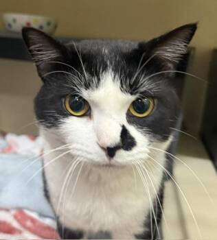 Ace -  Domestic Short Hair Cat for Adoption in Saranac Lake, New York - Ace | PetCurious