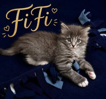 FiFi -  Domestic Medium Hair Cat for Adoption in Sisseton, South Dakota - FiFi | PetCurious