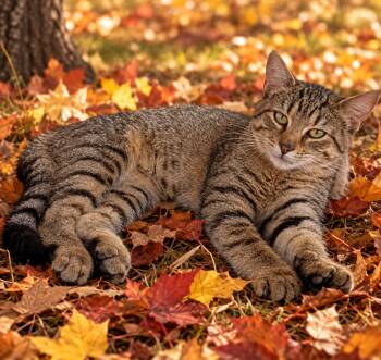 Timber -  Domestic Short Hair Cat for Adoption in Carthage, North Carolina - Timber | PetCurious