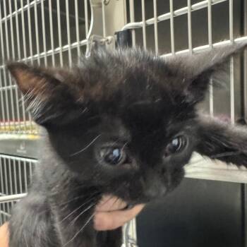 Rescue Domestic Short Hair Cats for Adoption in Galveston, Texas - April O'Neil | PetCurious