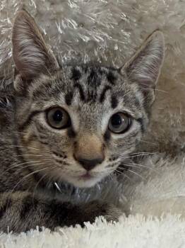 Julia 26 -  Tabby and Domestic Short Hair Cat for Adoption in Brookhaven, Mississippi - Julia 26 | PetCurious