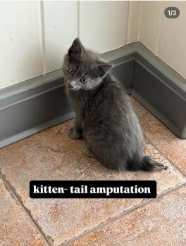 Russian Blue Cats Available for Adoption in Bradford, Alabama - Simon | PetCurious