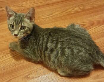 Plato (with Ashley) -  Domestic Short Hair Cat for Adoption in Silverton, Oregon - Plato (with Ashley) | PetCurious