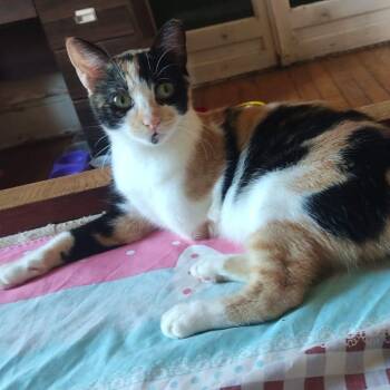 Moka - 3 legs -  Calico Cat for Adoption in Brampton, Ontario - Moka - 3 Legs | PetCurious