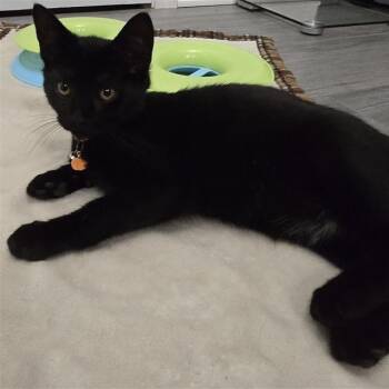 Rescue Domestic Short Hair Cats for Adoption in Danbury, Connecticut - Calvin | PetCurious