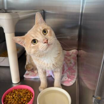 Pickle -  Domestic Short Hair Cat for Adoption in Spanish Fork, Utah - Pickle | PetCurious