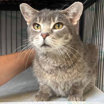 Rescue Domestic Short Hair Cats for Adoption in St. Louis, Missouri - Manny | PetCurious