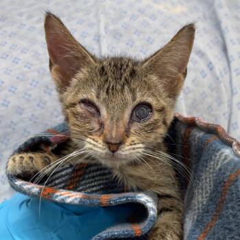 Stila -  Domestic Short Hair Cat for Adoption in West Palm Beach, Florida - Stila | PetCurious