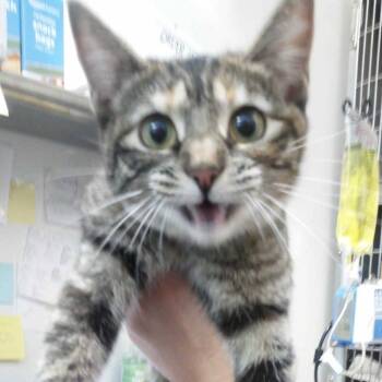 Molly -  Domestic Short Hair Cat for Adoption in Idaho Falls, Idaho - Molly | PetCurious