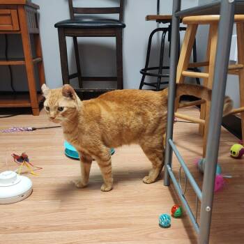 Rescue Domestic Short Hair Cats for Adoption in Webster, Texas - Sunny | PetCurious