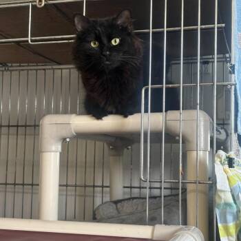 Crunch Wrap Supreme -  Domestic Medium Hair Cat for Adoption in Manchester, New Hampshire - Crunch Wrap Supreme | PetCurious